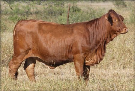  vaca angus colorada, de perfil en un campo con pasto seco